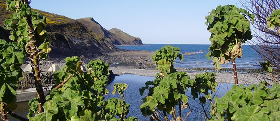 Trevean Cottage, Higher Crackington Haven, Bude, North Cornwall, holiday cottage rental, sea views